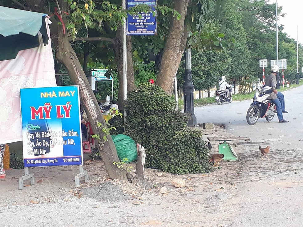Các địa điểm thu mua cau non mọc lên như nấm trên địa bàn tỉnh Thừa Thiên Huế