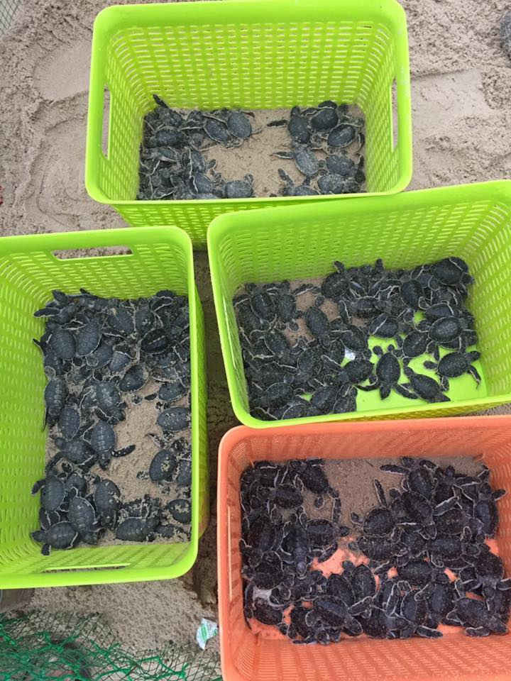 Số rùa biển được ấp nở thành công tại Cù Lao Chàm