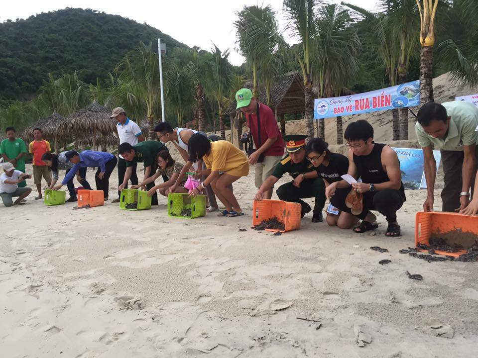 Hàng trăm rùa biển được thả về với đại dương trước sự chứng kiến của người dân và BQL Cù Lao Chàm