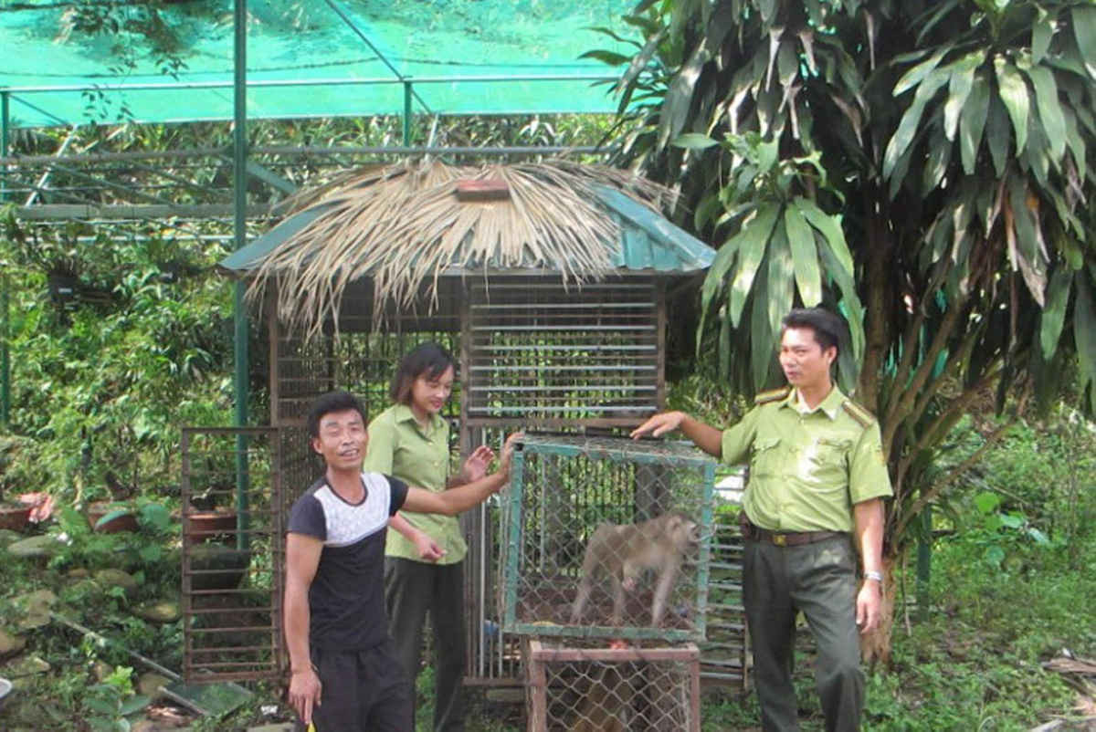 Tiếp nhận  cá thể khỉ vàng quý hiếm do người dân hiến tặng Vườn quốc gia Hoàng Liên (Sa Pa)