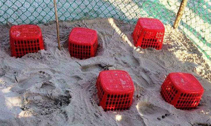 Những quả trứng rùa đang ấp được đem về từ Côn Đảo để phục hồi quần thể rùa biển tại KBT biển Cù Lao Chàm