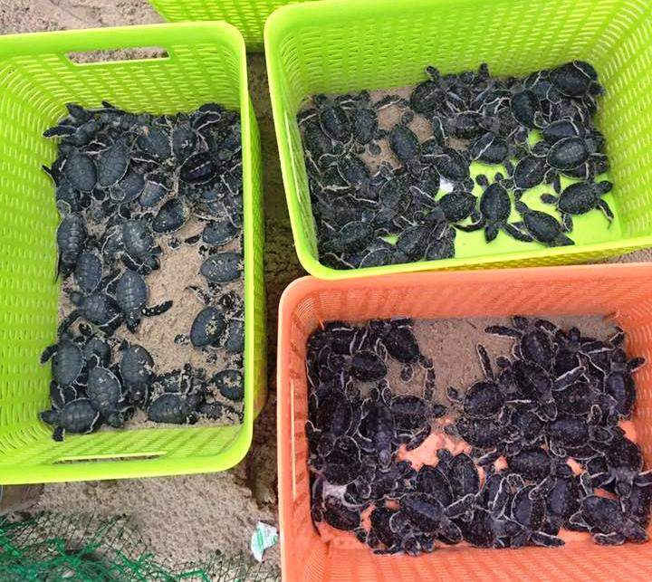 420 chú rùa sau khi nở được thả về biển tại KBT biển Cù Lao Chàm  