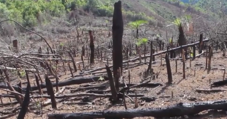 Hiện trường vụ phá rừng ở Hoài Ân