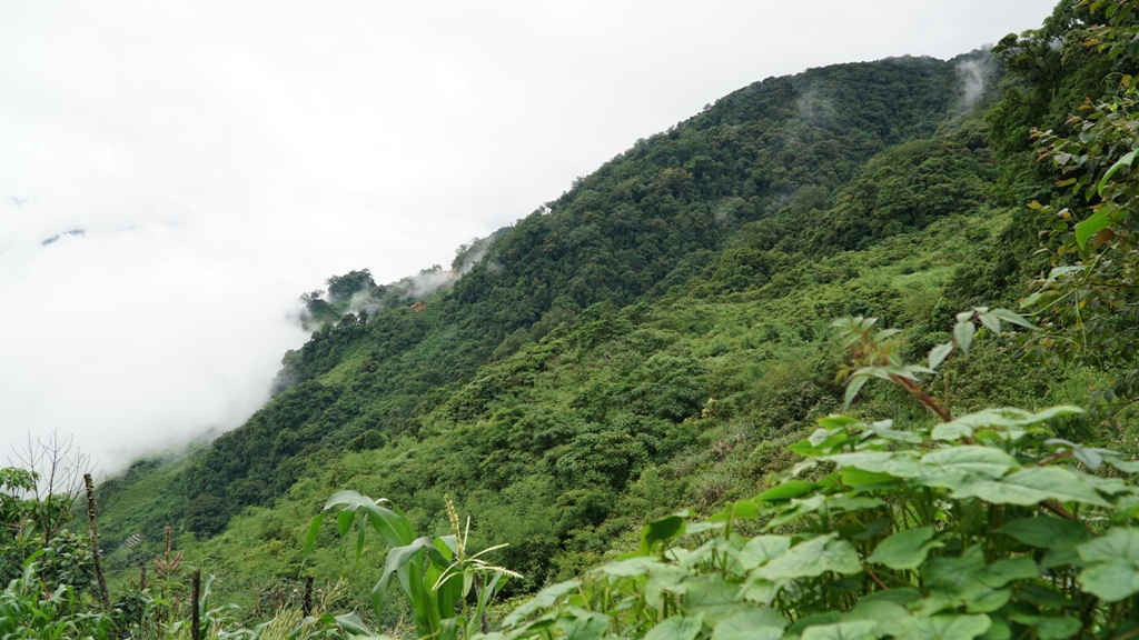 Nhiều cánh rừng già ở Quảng Nam được giữ hầu như nguyên vẹn để phát triển các vùng dược liệu quý