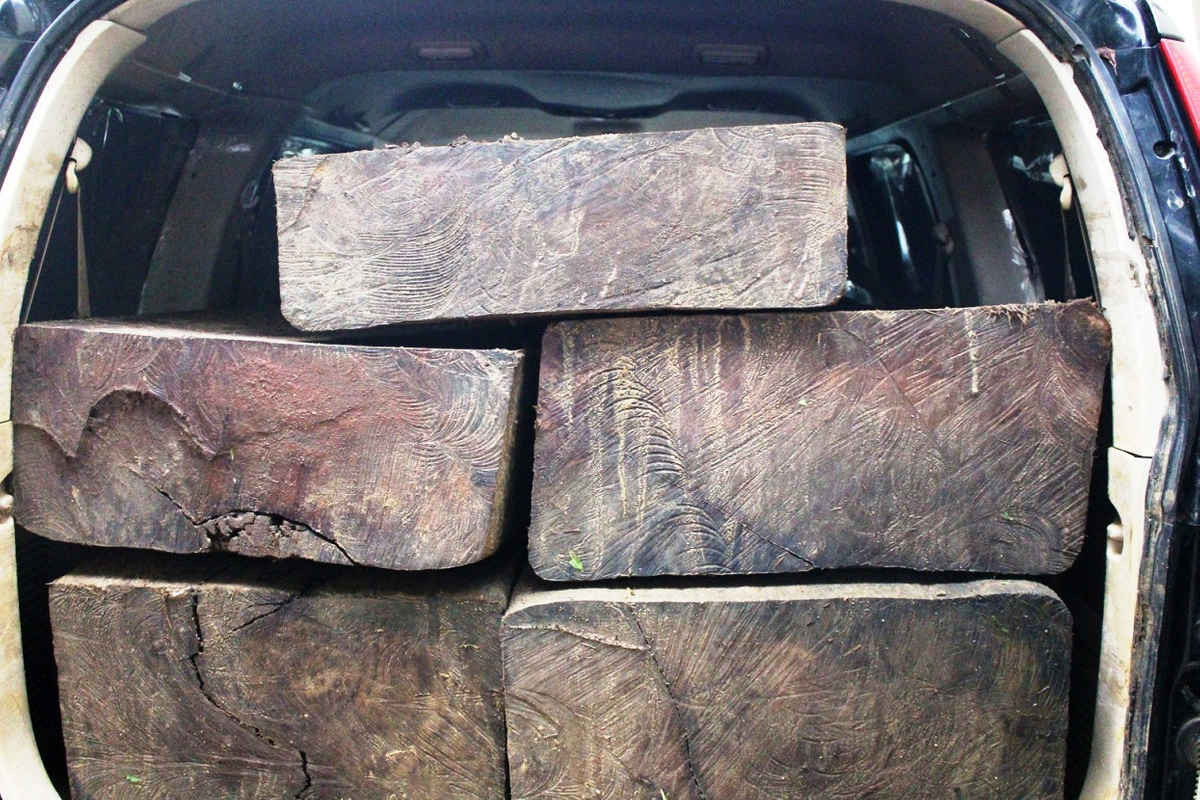 / Số gỗ lậu được vận chuyển bằng xe du lịch bị phát hiện