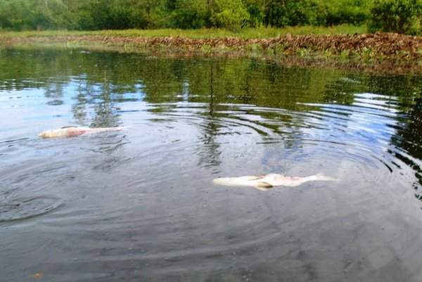 Người dân địa phương phát hiện cá chết với số lượng nhiều.