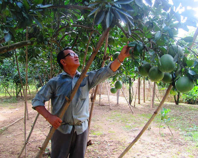 Tận dụng diện tích bãi bồi ven sông Nậm Rốm, ông phát triển cây ăn quả đem về thu nhập cho gia đình ông Quàng Văn Phích trên 300 triệu đồng/năm.