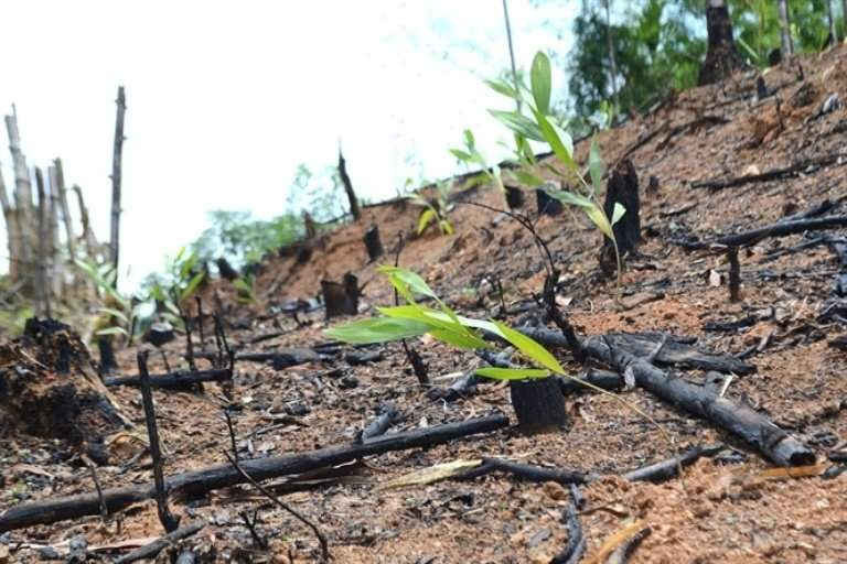 Những cánh rừng ở huyện An Lão bị phá trọc để trồng keo