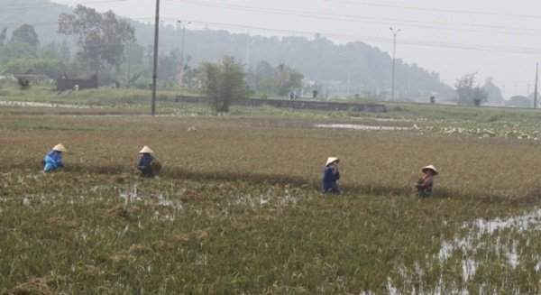 Người dân tranh thu thu hoạch khi nước rút