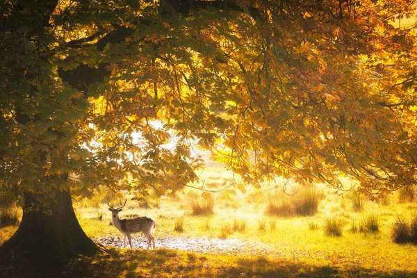 Một con hươu cô độc duy nằm dưới gốc cây dẻ ngựa ở công viên Dallam, Milnthorpe, Cumbria, Anh. Hình ảnh: Alamy Stock Photo