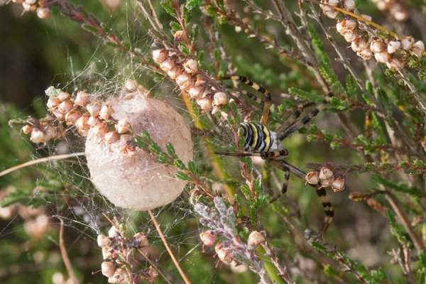 Một con nhện cái bảo vệ túi trứng của nó tại Khu bảo tồn thiên nhiên Fleet Pond, Fleet, Hampshire, Anh. Hình ảnh: Alamy Stock Photo