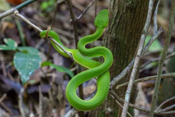 Rắn pit viper màu xanh lá cây lưỡi vàng ở Thái Lan. Hình ảnh: Alamy Stock Photo