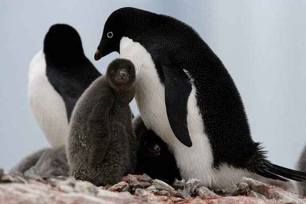 Chim cánh cụt Adelie ở Nam Cực - thuộc địa của hơn 18.000 đôi chim này đã trải qua một mùa sinh sản thảm khốc và chỉ 2 con chim non sống sót. Hình ảnh: WWF / PA