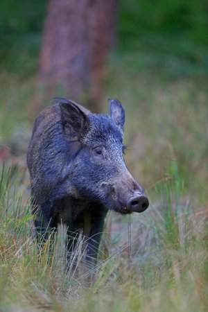 Lợn rừng ở Rừng Dean, Anh. Hình ảnh: Philip Mugridge / Alamy