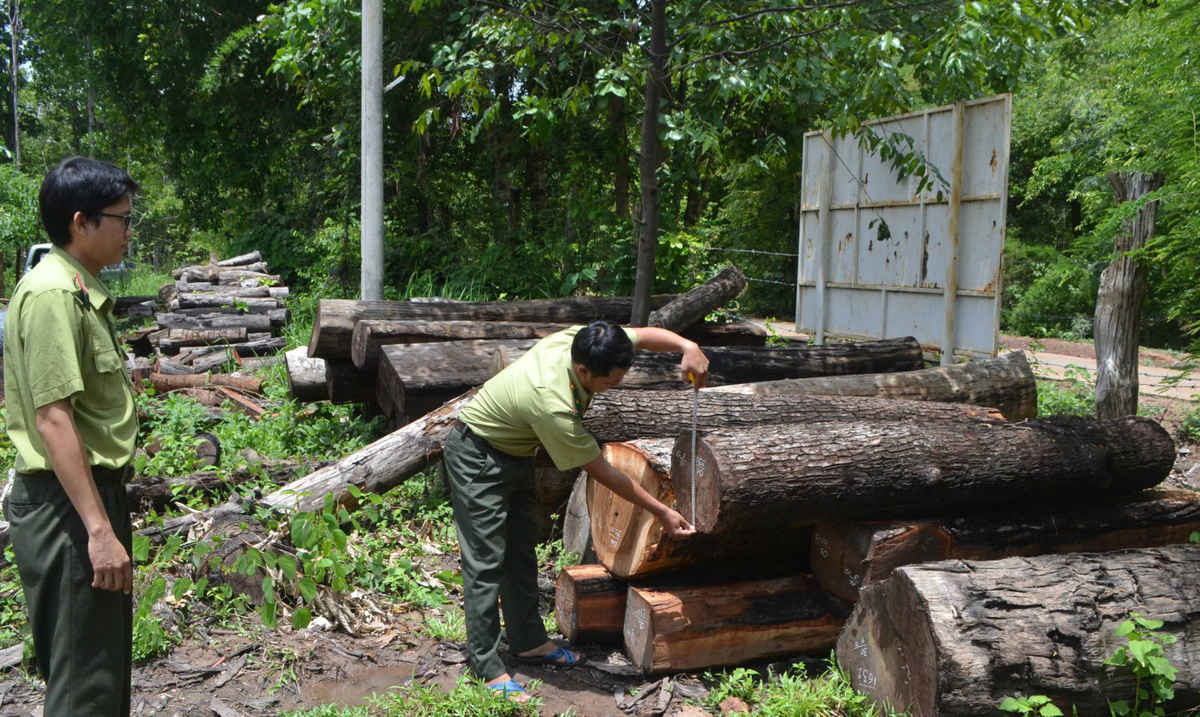 Riêng tháng 7/2017, toàn tỉnh Đăk Lăk đã xảy ra 95 vụ vi phạm pháp luật về bảo vệ và phát triển rừng, tang vật cơ quan chức năng tịch thu 197m3 gỗ các loại