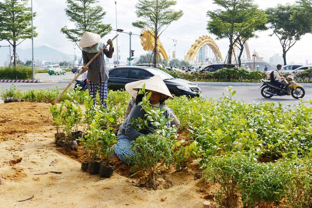 Nhân viên Công ty Công viên Cây xanh cắt tỉa hoa giấy trên một số tuyến đường chính