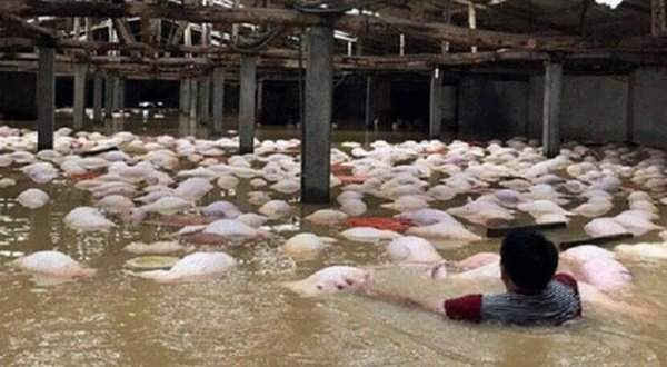 Hàng nghìn con lợn bị chết do ngập nước