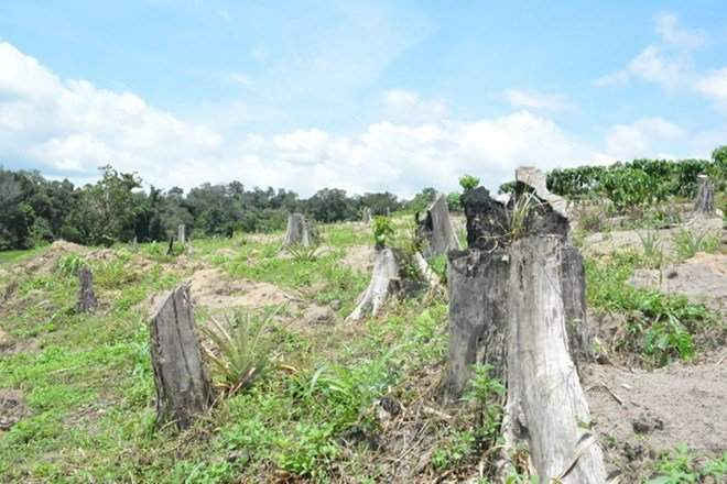  Rừng phòng hộ đầu nguồn huyện Krông Năng (Đắk Lắk) bị chặt phá. (Ảnh: Tuấn Anh/TTXVN)