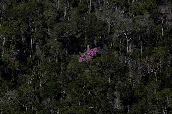 Các cây phát triển trong rừng Amazon ở Apui, miền Nam bang Amazonas, Brazil vào ngày 27/7/2017. Ảnh: REUTERS / Bruno Kelly