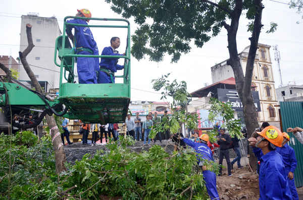 Các nhân công đang chuẩn bị cắt tỉa cành và đào gốc cây xà cừ trên đường Phạm Văn Đồng. Những cây này được trồng cách đây khoảng 30-40 năm.
