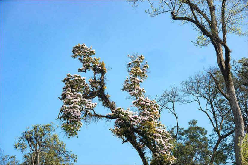 Cây hoa đỗ quyên trong Khu bảo tồn thiên nhiên Bát Xát