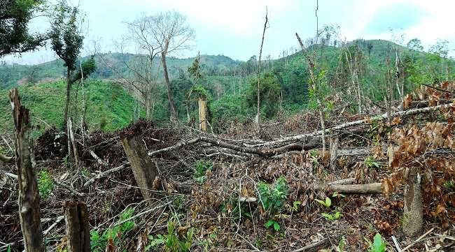 Huyện Mường Nhé phát hiện nhiều vụ phá rừng trái pháp luật do tình trạng dân di cư tự do gây ra