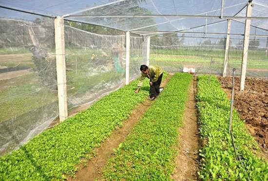 Vùng sản xuất rau sạch Tam An - Phú Ninh (Quảng Nam)