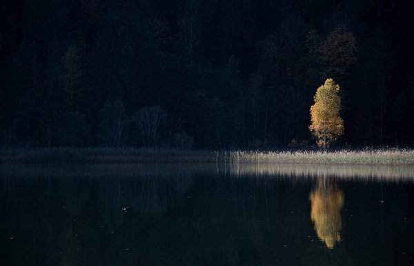 Một cây duy nhất được phản chiếu dưới nước ở Schwansee gần Hohenschwangau, miền Nam nước Đức. Hình ảnh: Daniel Kopatsch / EPA