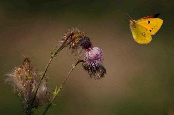 Một con bướm hút mật hoa ở Kashmir, phía Bắc Ấn Độ. Ảnh: Farooq Khan / EPA