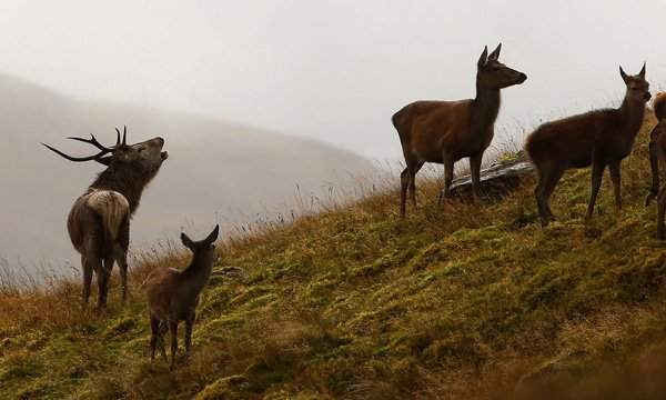 Hươu đực động dục săn đuổi những con hươu cái ở Glenfalloch estate, Inverarnan, Stirling, Scotland. Ảnh: Murdo Macleod for the Guardian