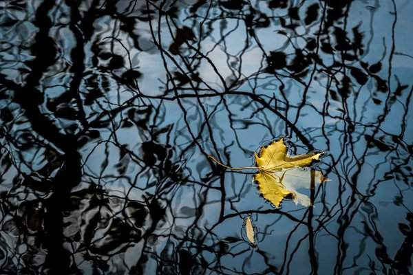 Lá vàng rụng từ một cây phong trôi nổi trong hồ tại công viên Ostankino ở Moscow, Nga. Ảnh: Sergei Ilnitsky / EPA