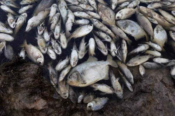Cá chết nổi trên bờ sông Confuso ở Villa Hayes, Paraguay. Các nhà chức trách đã lấy mẫu để điều tra. Ảnh: Jorge Adorno / Reuters
