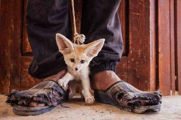 Con cáo Fennec ba tháng tuổi này bị bắt và buôn bán bất hợp pháp ở một chợ ở phía Nam của Tunisia. Ảnh: Bruno DAmicis/Photographers Against Wildlife Crime/Wildscreen