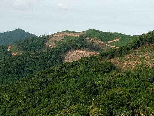 Hơn 100ha rừng phòng hộ đầu nguồn Kỳ Tân bị tàn phá để trồng keo