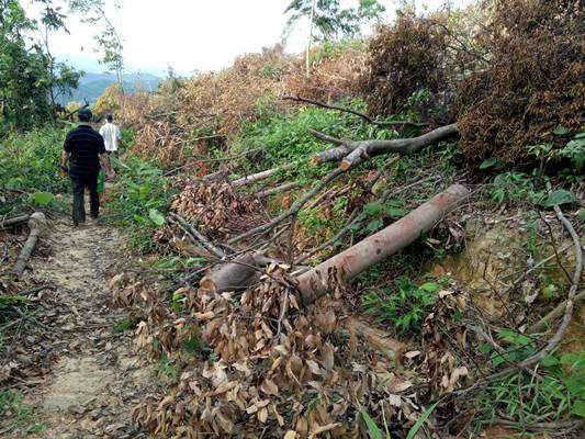 Con đường BQL rừng phòng hộ Tân Kỳ mất 100 triệu để mở trở thành con đường cho “lâm tặc” phá rừng