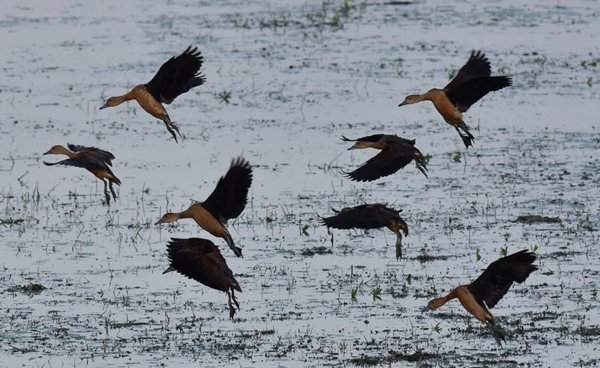 Đàn chim le le bay qua đầm lầy tại khu bảo tồn thiên nhiên Pobitora, Ấn Độ