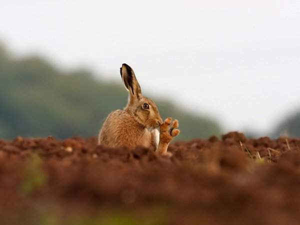 Thỏ nâu tại Warwichshire, Mỹ