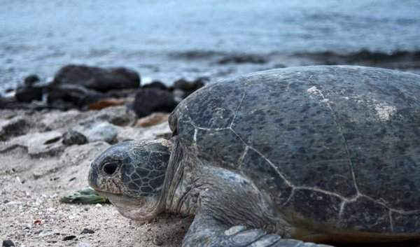 Một con rùa xanh ở VQG Côn Đảo. Ảnh: IUCN Việt Nam