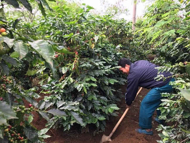 Hiện nay, toàn tỉnh Sơn La có hơn 12.000ha cà phê; trong đó, riêng huyện Mai Sơn có hơn 4.200ha