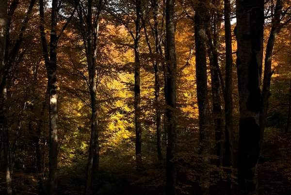 Mùa thu ngập tràn màu sắc trong một khu rừng bên ngoài Tbilisi, Georgia, Mỹ. Hình ảnh: David Mdzinarishvili/Reuters