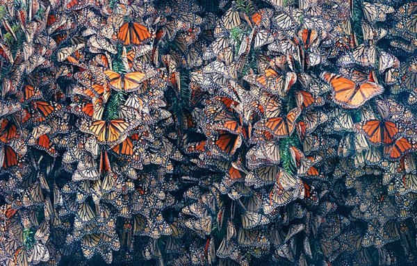 Hình ảnh bướm chúa của nhiếp ảnh gia Tim Flach trong cuốn sách “Endangered” gần đây nhất của tác giả - nhà động vật học Jonathan Baillie.