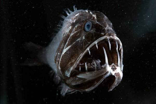 Cá răng nanh có những chiếc răng lớn nhất so với kích thước cơ thể của bất kỳ loài cá khác trong đại dương. Hình ảnh: Espen Rekdal/BBC