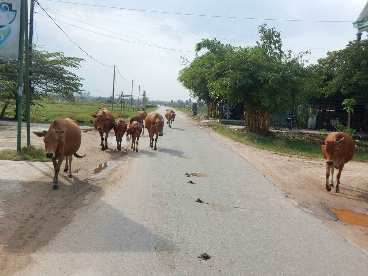Một đàn bò nghênh ngang tự do đi lại trên đường