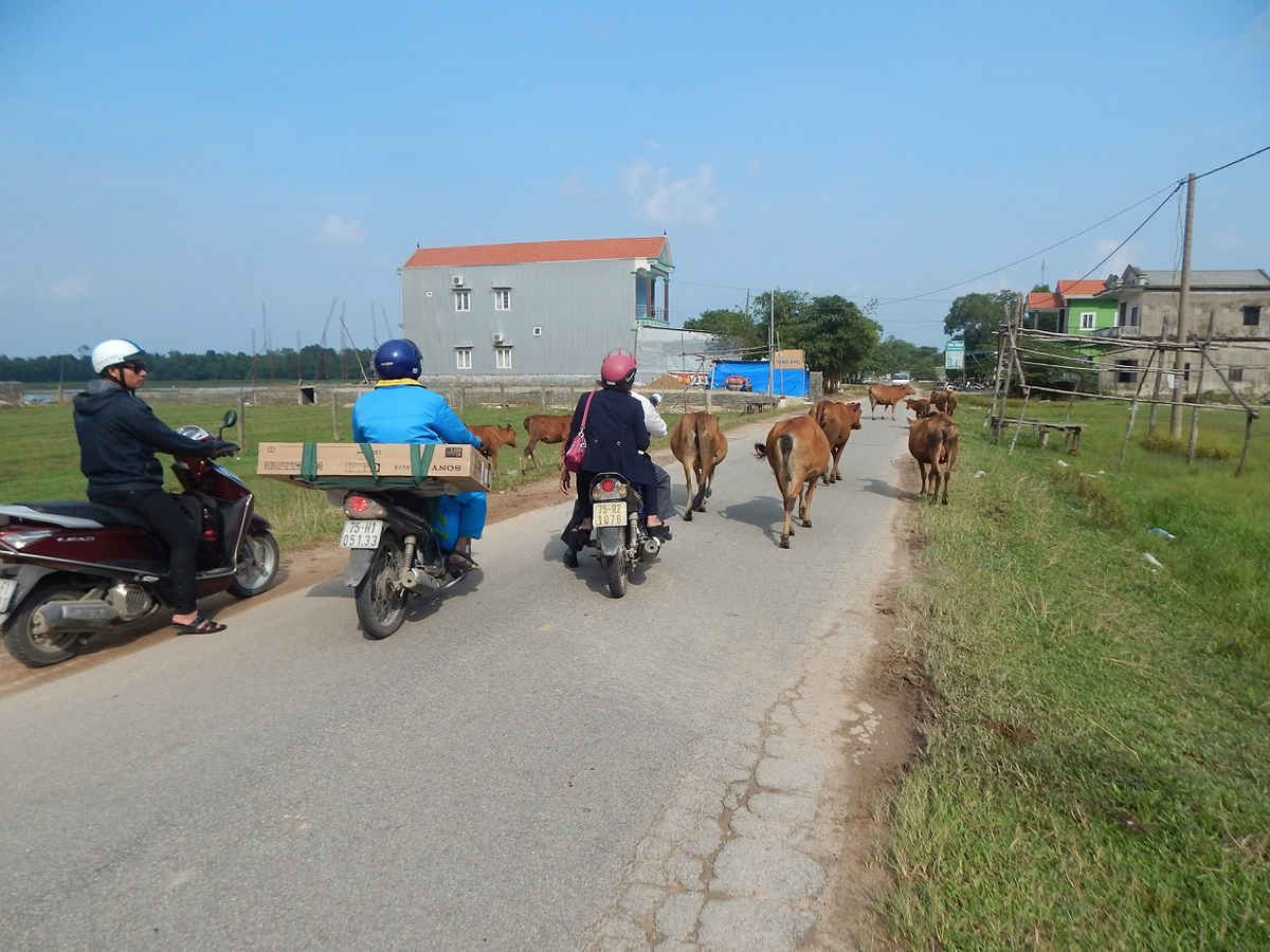 Việc trâu, bò đi lại trên đường gây ảnh hưởng đến việc lưu thông của người dân