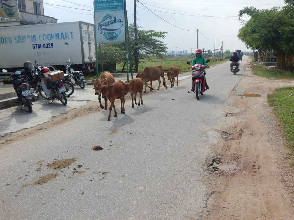Người tham gia giao thông phải nhường đường cho trâu bò