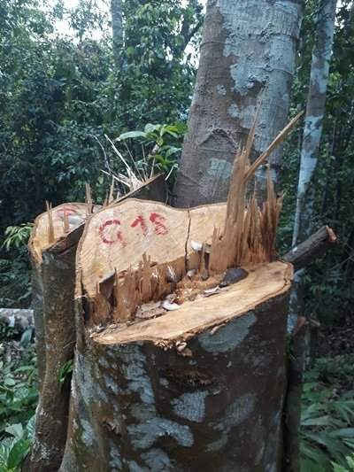 Những gốc cây gỗ lớn bị chặt hạ không thương tiếc