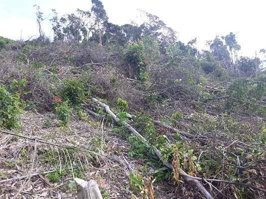 Hơn 102 héc ta rừng phòng hộ đầu nguồn tại xã Kỳ Tân, huyện Tân Kỳ bị tàn phá để…trồng keo