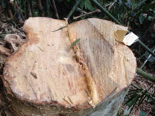 Nhiều cây gỗ lớn mới vừa bị lâm tặc đốn hạ tại Thôn Tú Tạo.