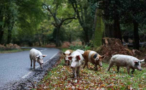 Đàn lợn đi kiếm ăn cạnh những cây sồi bị đổ trong Rừng Mới gần Burley, Hampshire. Ảnh: Andrew Matthews / PA