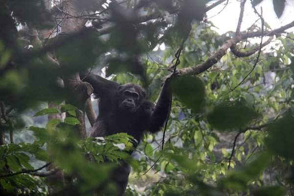 Một con tinh tinh trèo trên cây ở Vườn Quốc gia Rừng Nyungwe ở Rwanda. Theo Ủy ban Phát triển Rwandan, Vườn Quốc gia này có rừng mưa nhiệt đới lớn nhất châu Phi, có 13 loài động vật linh trưởng và là nơi cư trú của loài linh trưởng đa dạng nhất Đông Phi. Ảnh: Lyu Tianran / Tân Hoa Xã / Barcroft Images